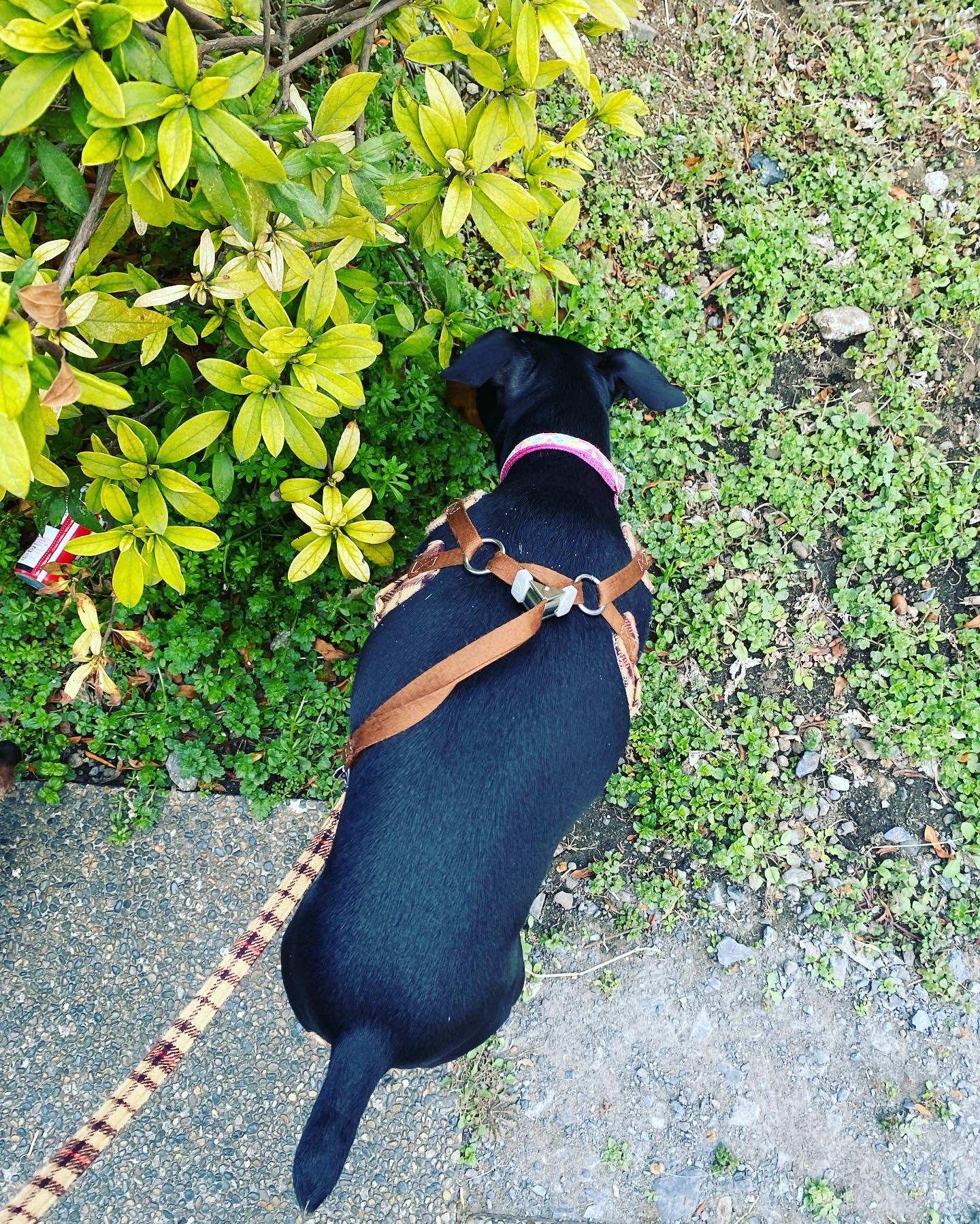 Roona 後ろから見ると ピッドブルみたいな体つきだなぁ 筋肉質 毛のない 短い 犬は体温 が直に伝わってくるから くっつくと暖かいね 体温がまた愛くるしい ミニピン ミニチュアピンシャー 犬 いぬ Dog Miniaturepinscher T Co Roona 後ろから見ると ピッドブルみたいな体つきだなぁ 筋肉質 毛のない 短い 犬は体温 が直に伝わってくるから くっつくと暖かいね 体温がまた愛くるしい ミニピン ミニチュアピンシャー 犬 いぬ Dog Miniaturepinscher T Co