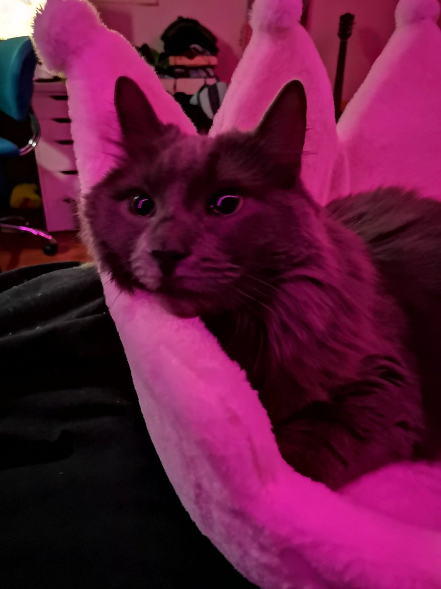 CutestKittyMika's tweet photo. Hi! https://t.co/YvxOjareqA