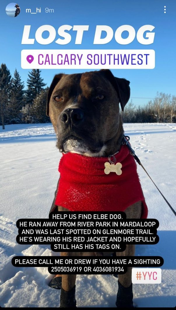m__hi's tweet photo. Help me find my dog #yyc #lostdog #yycpetrecovery https://t.co/eb7PnfoQHS