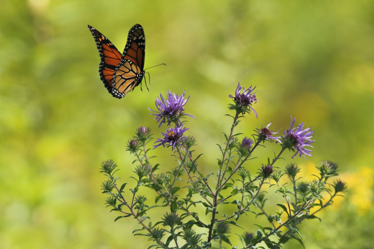 DiverseSources's tweet photo. Get the scoop on #biodiversity from Dr. @JulieBraschi. She's an ecologist and polygot! https://t.co/lDg0G1dMp3 https://t.co/JJwipW5U1e