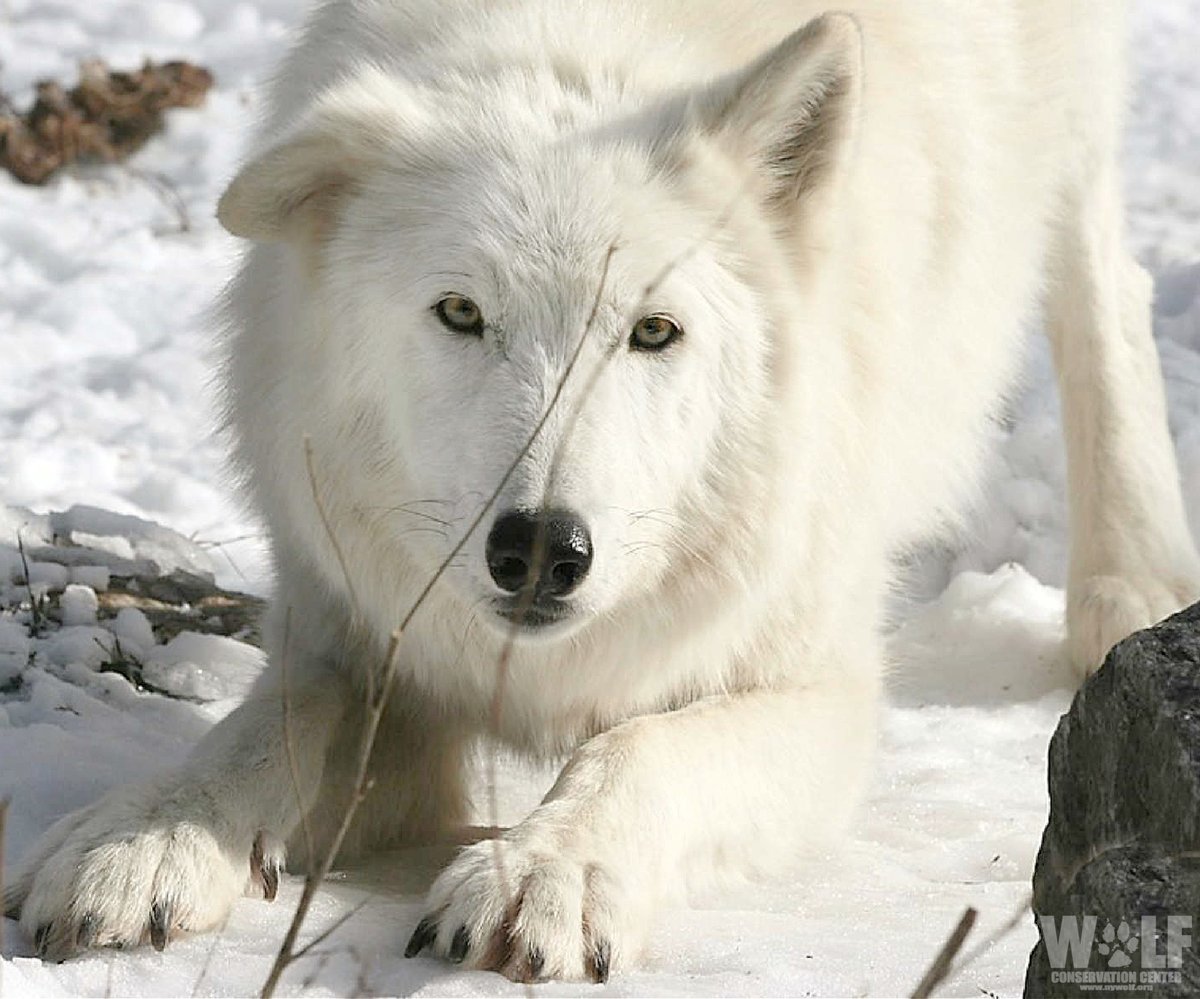 nywolforg's tweet photo. Playtime! 🐺 https://t.co/0Z5oNc3xQn