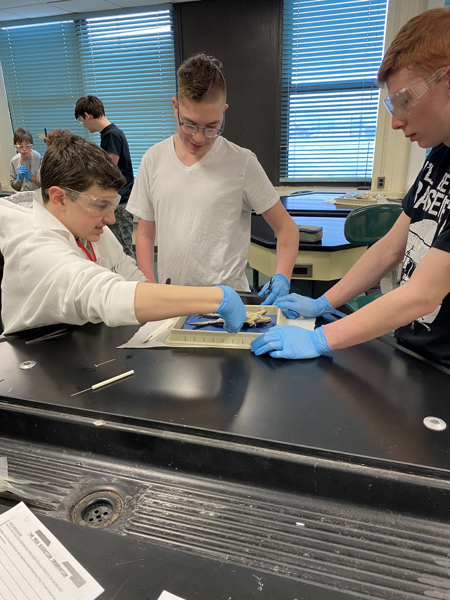 Mr_Fauci's tweet photo. 🐸 dissection day! #WeArePlainedge https://t.co/8wyyBgL1T5