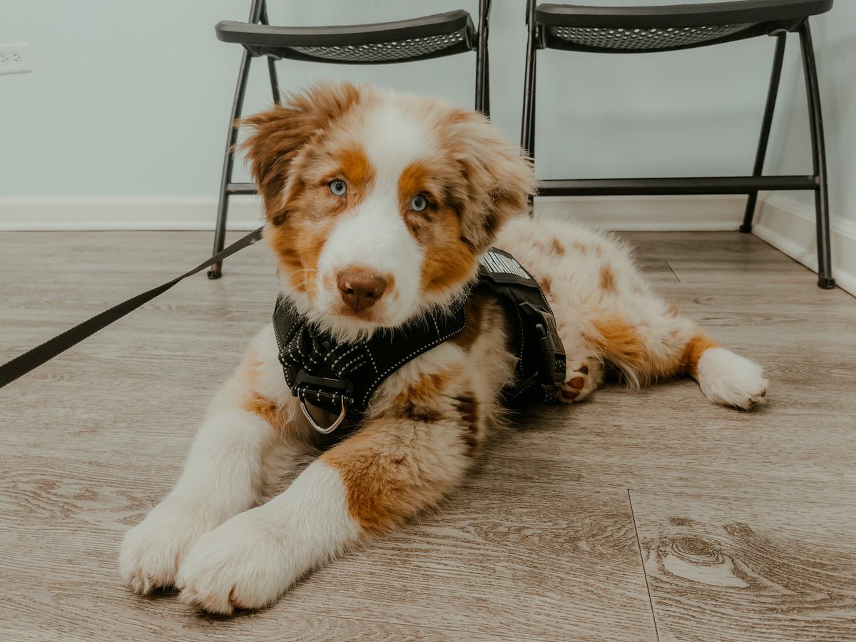 he was a champ at the vet this weekend and already weighs 22 lbs👩🏻‍⚕️🩺 #australianshepherd #dogsoftwitter