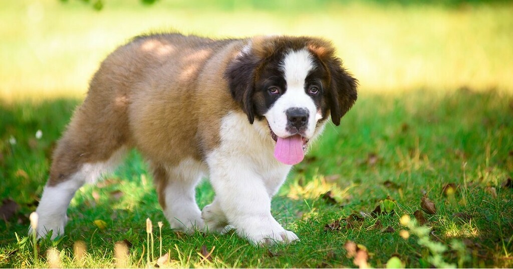 debbie_grice's tweet photo. Just wondering why nobody is giving me treats rn hbu?
#dogs #dogsofinstagram #doglover #saintbernard #cutedogs #instadog #instapet #DogNeedsBest https://t.co/pcU8thcX4M