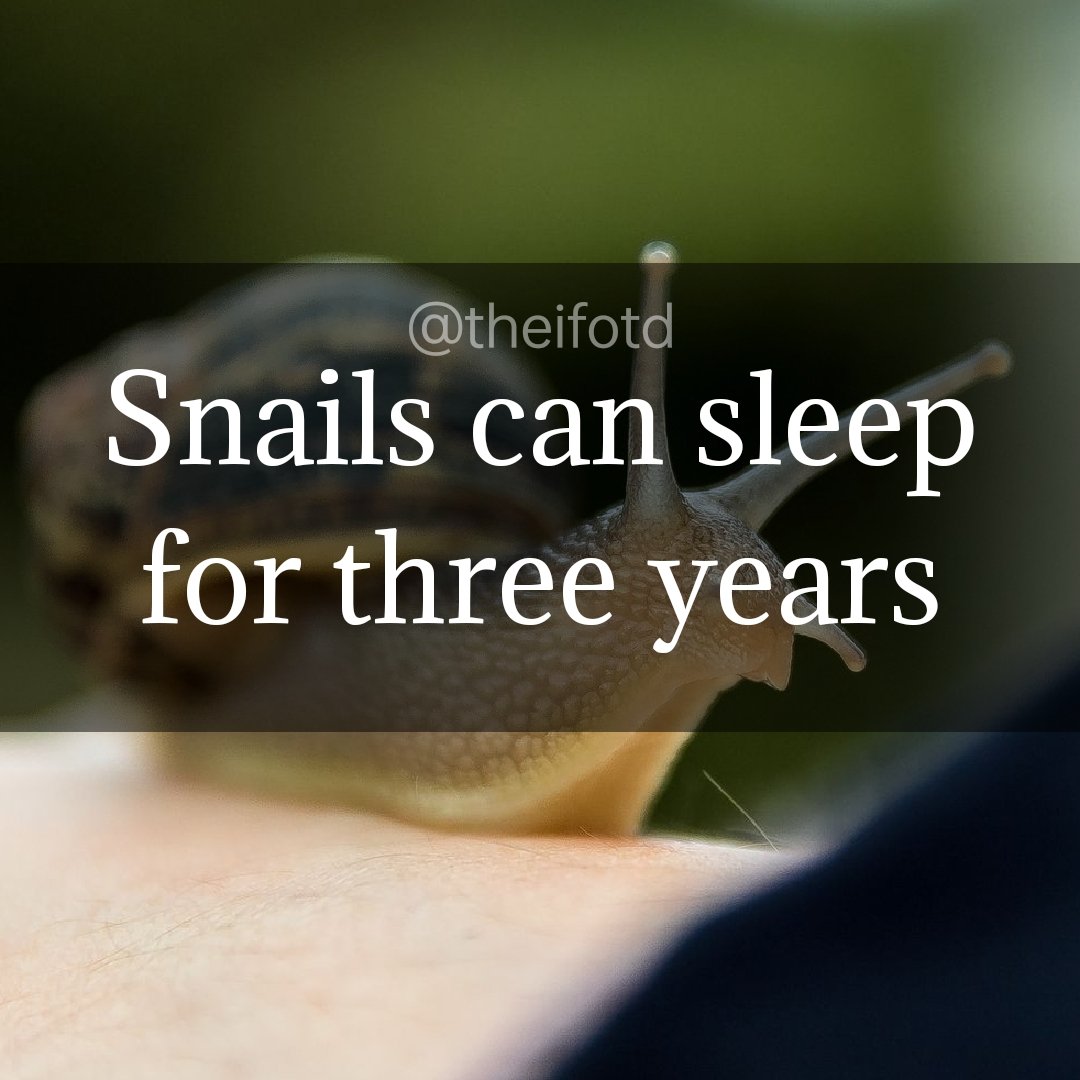 theifotd's tweet photo. #snail #snails #sleep #doze #luckybastards #hibernate #estivation #gastropod #mollusc #ifotd #interesting #fact #learnsomethingneweveryday #learnsomethingnew #todayilearned #goodmorning #morning #daily #facts https://t.co/5UI1fEIwZ6