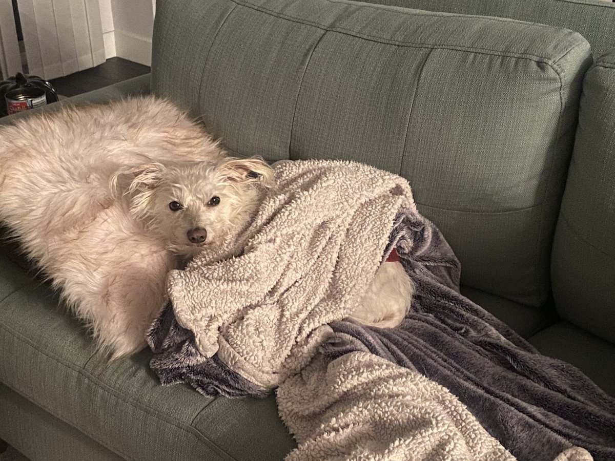 roxannereads_'s tweet photo. @svershbow This dogs face "excuse u what's with the light" I couldn't find him cause he TUCKED HIMSELF IN. https://t.co/EE4GI3hjtq