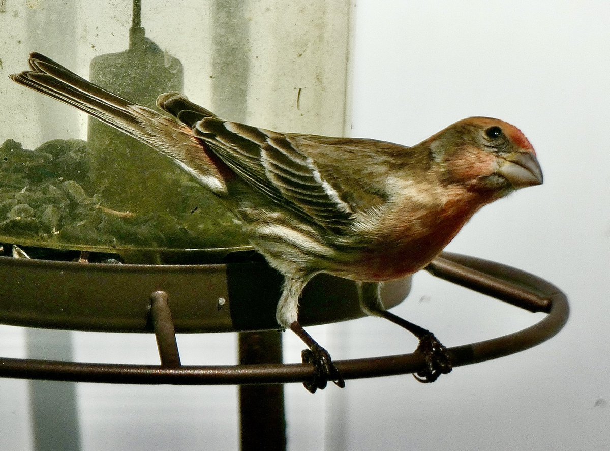 cwbyhouse's tweet photo. A house finch visiting my birdfeeder for the first time. #birds #wildlife #panasonic #lumux #fz82 https://t.co/szrfyTUQid