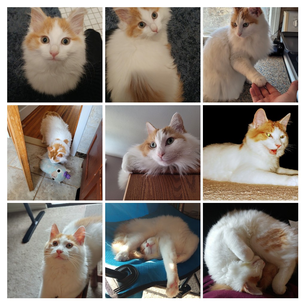 Sir Peanut the Little One of the Tiny Tiger Clan tweet media