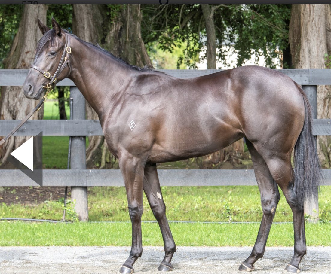 Delighted to secure this beautiful girl with @RRacingStables for $170k. Lonhro x Shuffled filly Lot 578 @KarakaChat Shares selling fast. Contact Richie if you want to get involved 0212899333