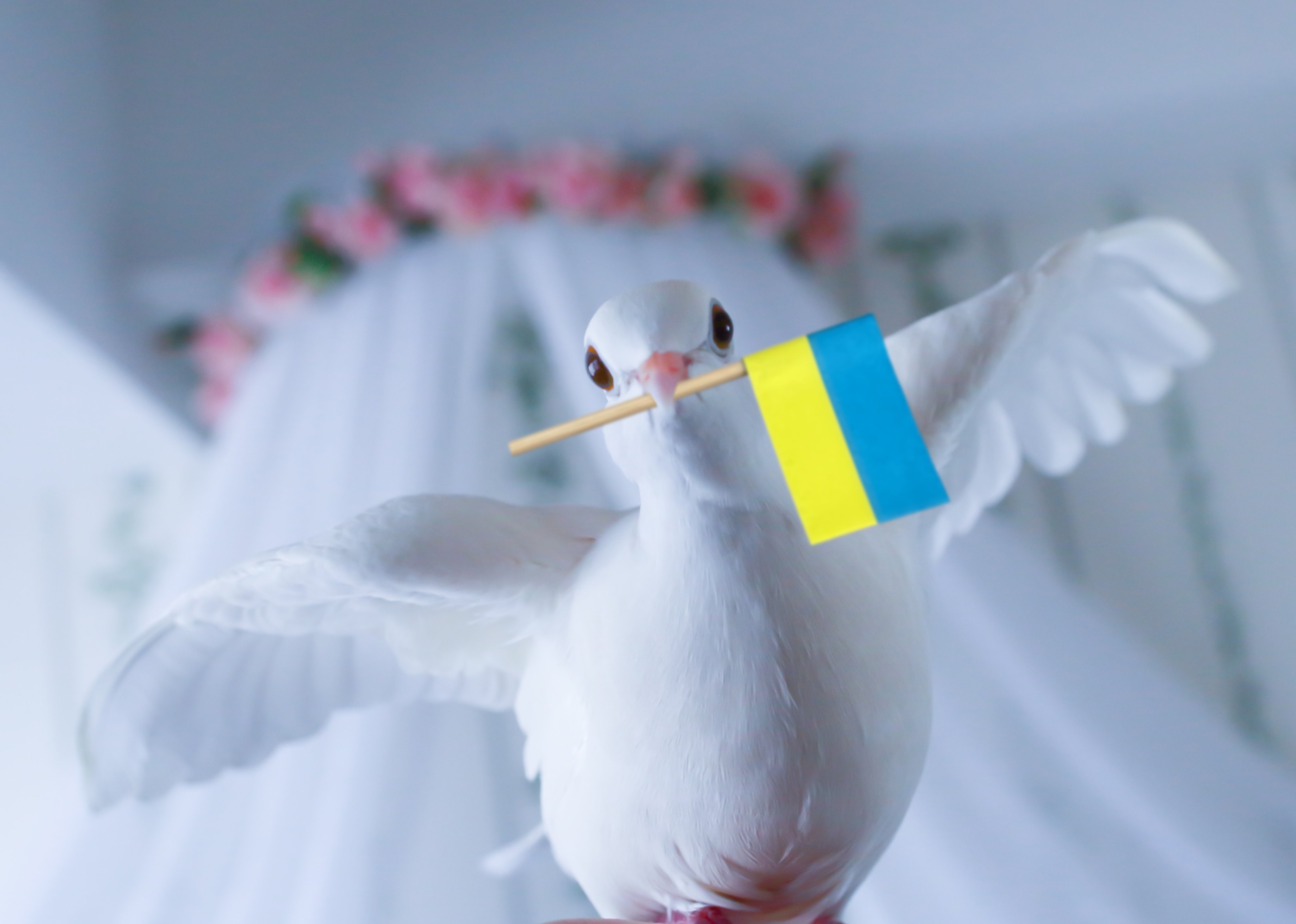 Rosarinn 平和の象徴 白鳩ちゃんもウクライナの平和を願っています Ukraine Peace Ukrayina Mir T Co Kb3xey6t98 Twitter