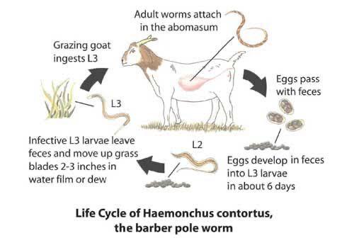 VoerDokter's tweet photo. Trials at University of KwaZulu-Natal proves VoerDokter is effective against internal parasites in sheep!VoerDokter disrupts the L3 parasite larvae which means a continuous decrease of parasite infection in sheep.Mix VoerDokter in the feeds and licks!Give you nr for more info https://t.co/V3IduXkbYb