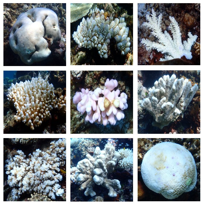 Cruise day 12: Spent our #RRAP #globalsearch collection dive photographing very bleached corals at this site on Chicken Reef. The effects of global heating are real and impacting corals right now. We need action on climate change to give our reefs the future they deserve.