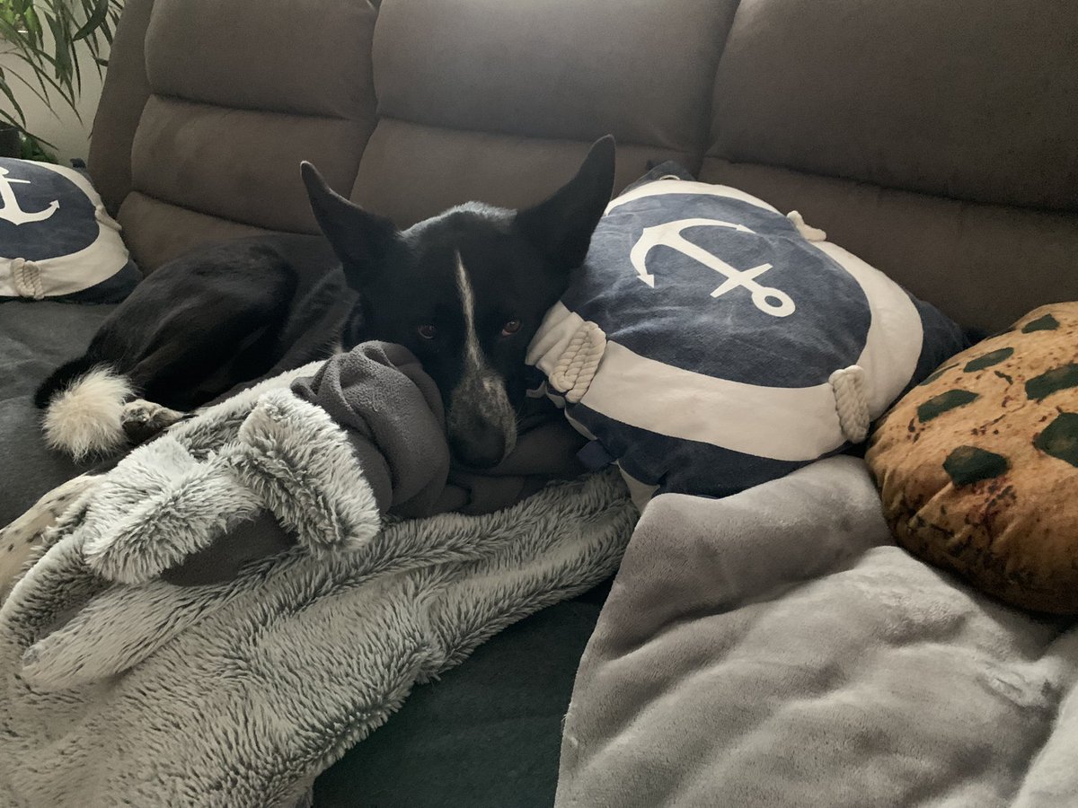 ElvismitFell's tweet image. Guten Morgen Rudel 🐾
Ich Kuschel mich noch ein wenig in meinen Decken/Kissenhaufen und denk Kumpel #Filou 🌈
Kommt gut durch den Tag 🍪