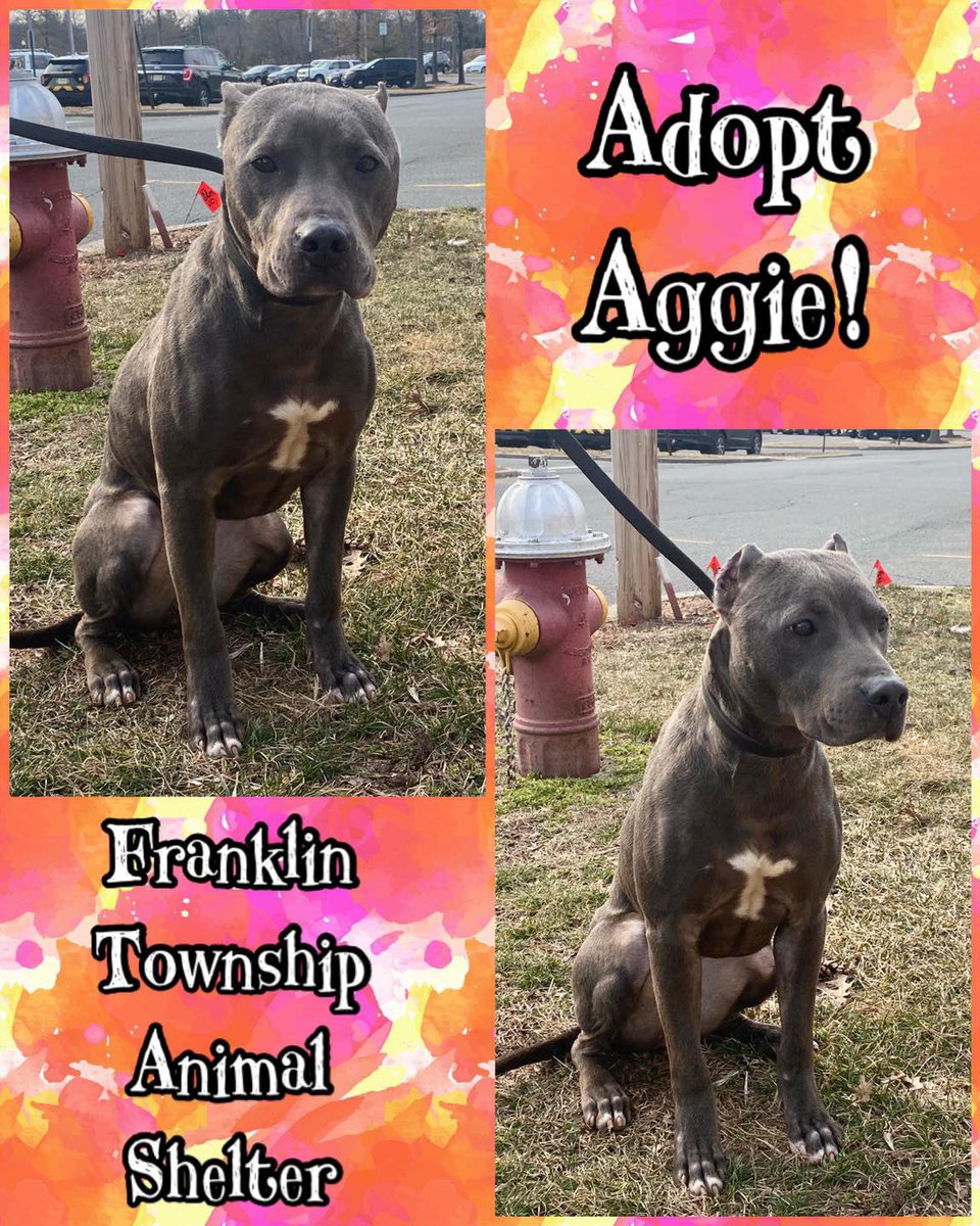 SCFA16's tweet image. Aggie is the sweetest!  She is looking for a loving family, ideally with a backyard for her do run and play fetch and burn up all that energy!! She loves people and is waiting to meet you!! #AdoptDontShop #dogsoftwitter #sweet #beautiful #rescue