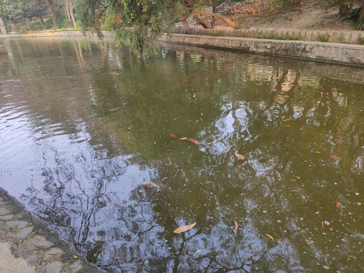 sandeep23295's tweet photo. This lake in Lodhi Garden is never clean! Why isn't it cleaned properly @CMODelhi? @ArvindKejriwal It is home to so many ducks and marine life. #lodhigarden #ndmc #MunicipalElections #MCDElections https://t.co/NmEzSfGmYS