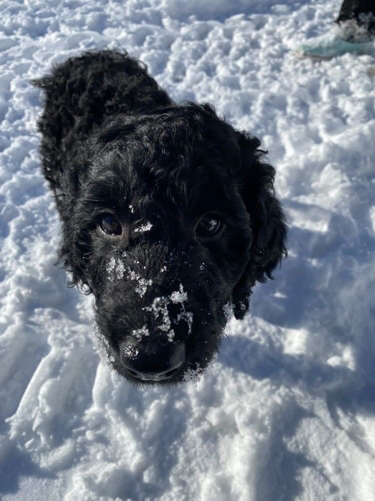 AHolliso's tweet photo. @torrance_hanley Our puppy sends slobber and hugs https://t.co/yJH5uK9tCL