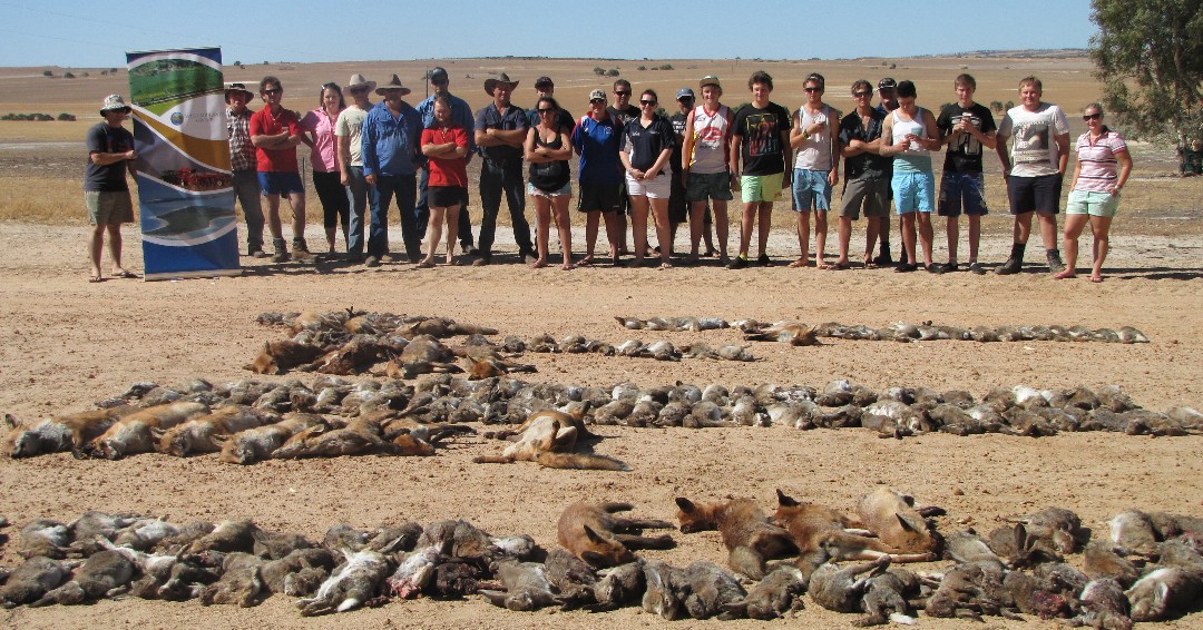 RedCardRF's tweet image. With around a dozen Red Card events already done and dusted, it’s time to start getting those results in. The SSAA (WA) will donate $5 to Regional Men’s Health Initiative for every fox and cat collected so we need to see you numbers.  ow.ly/fYWe50I2XmA