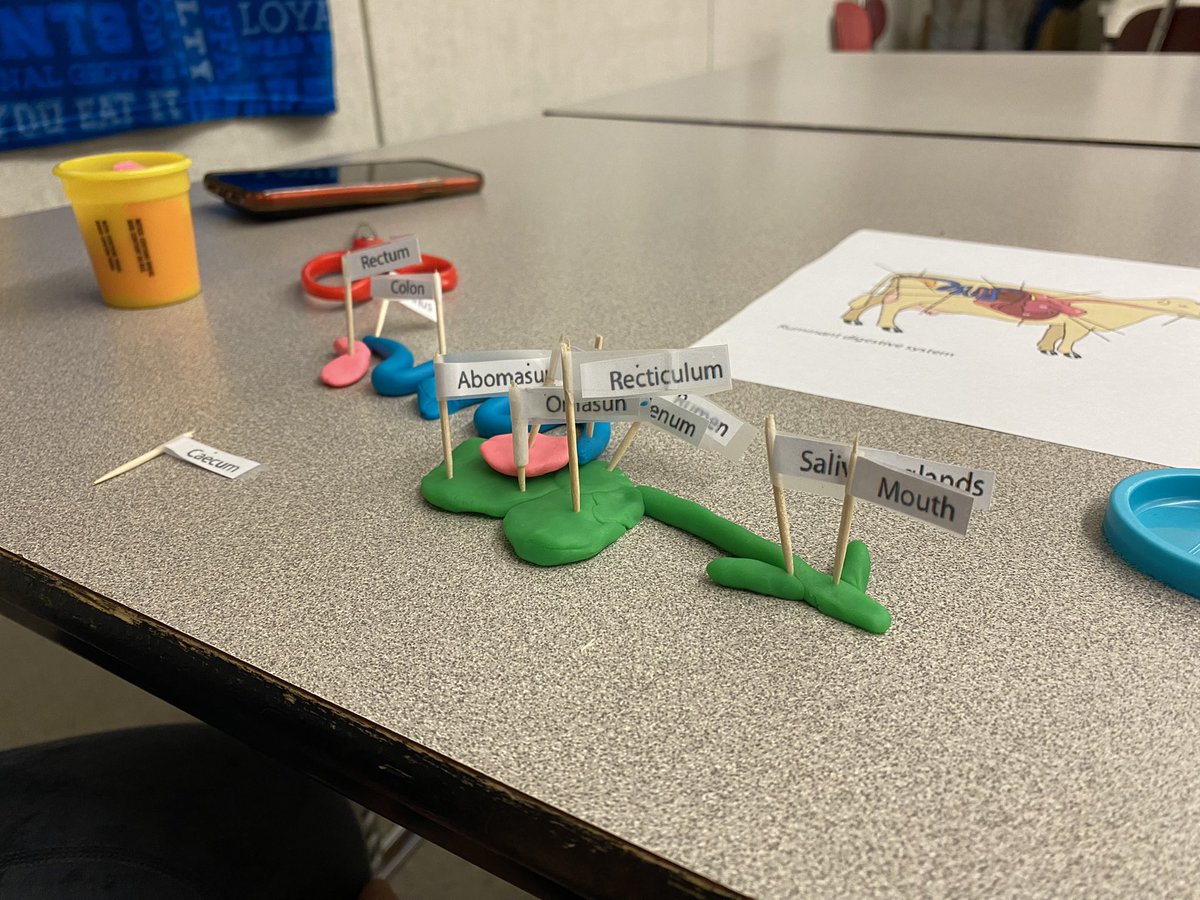 KrileyGabrielle's tweet photo. Ruminant systems… Sometimes they can be challenging to remember, but my students are rocking at problem solving and working through tasks that build their memory. Sometimes, that just may involve some play-dough and  mini flags😉 #AnimalScience #TeachAG #Ruminant #PSUAGED22 https://t.co/bmXdyea4Fj