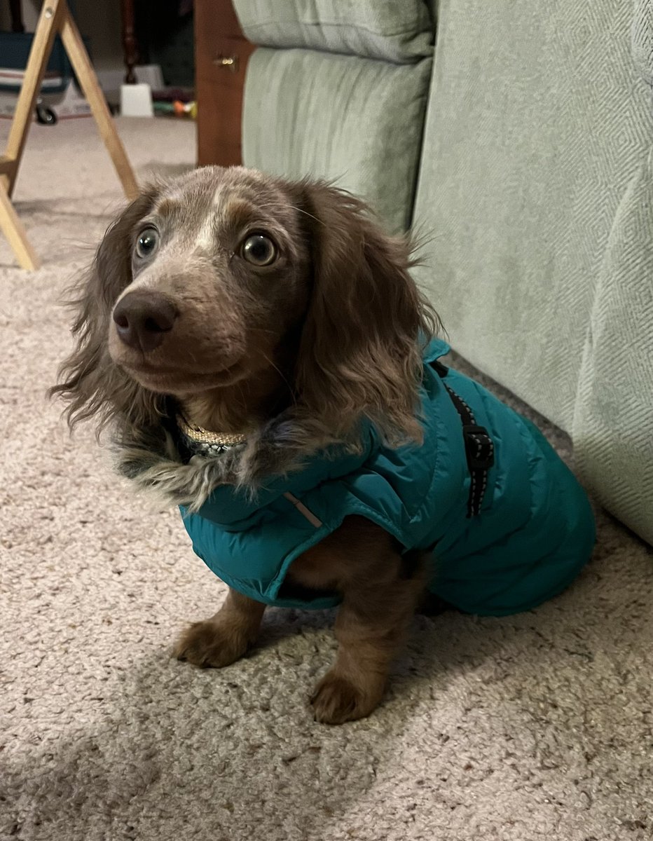 ginkgo_ghost's tweet photo. anyway here he is in his new winter coat: https://t.co/ijJH7JZR9E