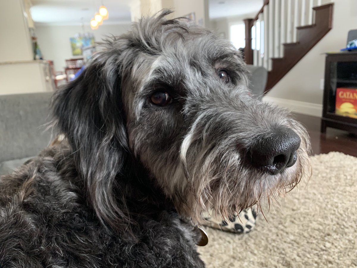 howie_aka's tweet photo. Ok…I really really promise to learn how to walk on a leash.  Can we just go please … now? #dogsoftwitter #howie https://t.co/4IKPM3Adga
