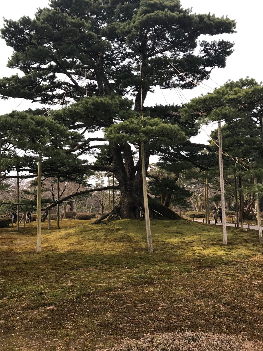miyadonoMmmM's tweet photo. 兼六園。 https://t.co/l7JnWtwEL2