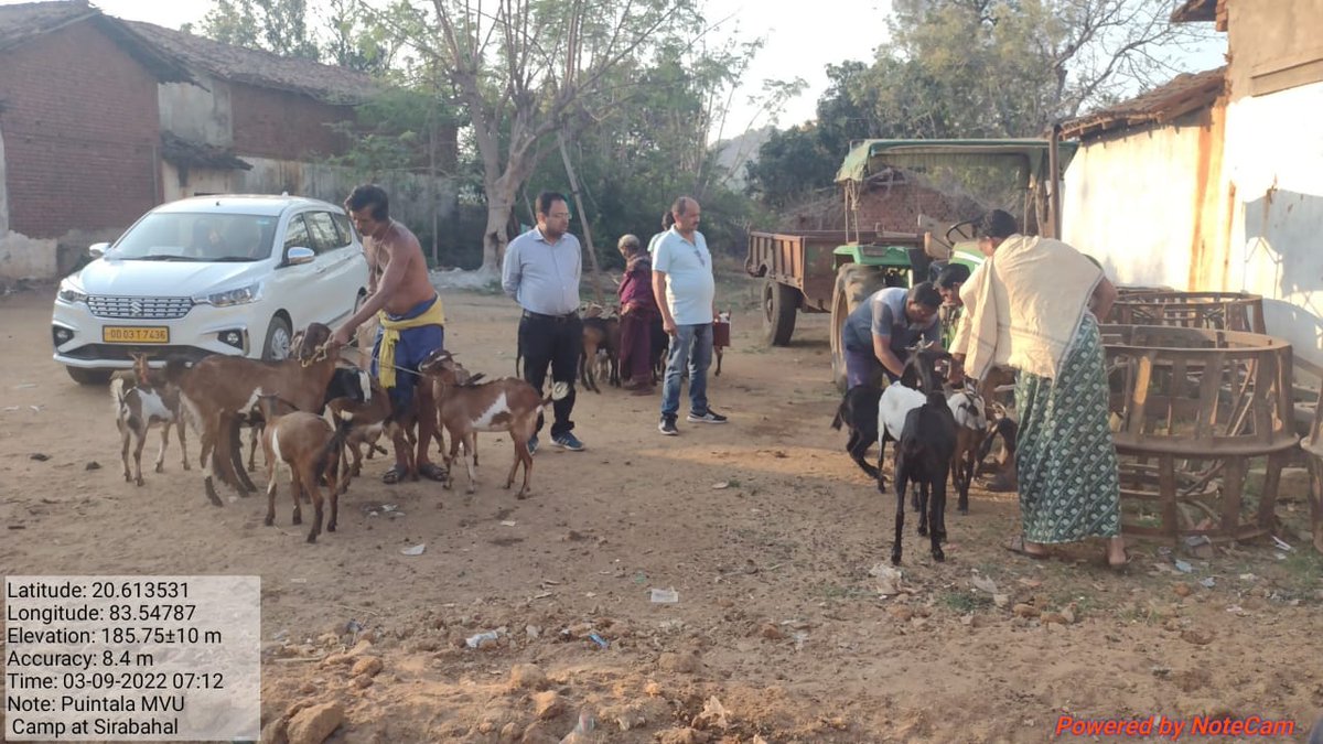 dahvsodisha's tweet photo. Mass deworming of Goats by ARD Dept. at Village  Sirabahal in Bolangir District to provide support to the goat farmers in getting more economic benefits https://t.co/iMyLLa9750