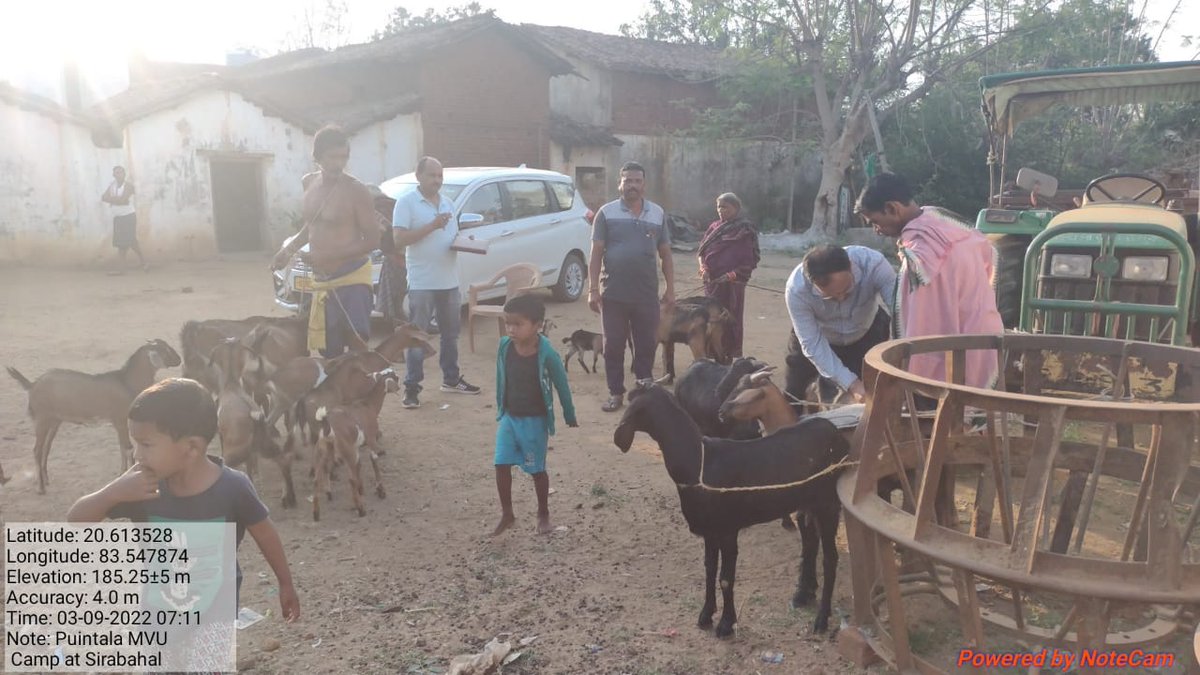 dahvsodisha's tweet photo. Mass deworming of Goats by ARD Dept. at Village  Sirabahal in Bolangir District to provide support to the goat farmers in getting more economic benefits https://t.co/iMyLLa9750