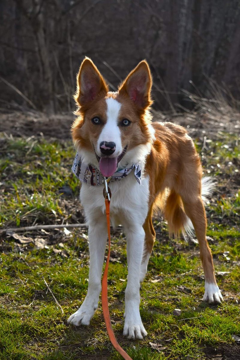 I am Always busy now, but soon I will be able to start bringing a dog or two with me to work and that will definitely help me feel less guilty about me working so much. 
Comment your FAVORITE photo of your dog! Id love to see them all
#dogphoto #twitterdogcommunity