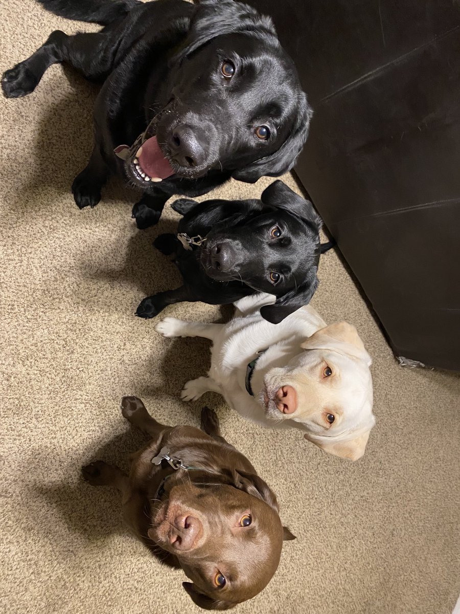 dan__1986's tweet photo. Huckleberry, Panda, Willow and Abby. 🥰 #dogsoftwitter #labpack https://t.co/xCjwnYF1ow