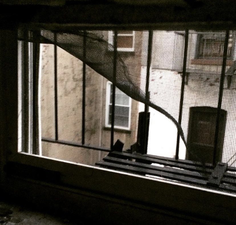 JannaIreland's tweet photo. @iSmashFizzle Years ago, I caught one of them on my Park Slope fire escape, peeling back the window screen at 4am. I tried to chase it away with a broom and it was not even a little bit frightened. https://t.co/eRJea4dbyj