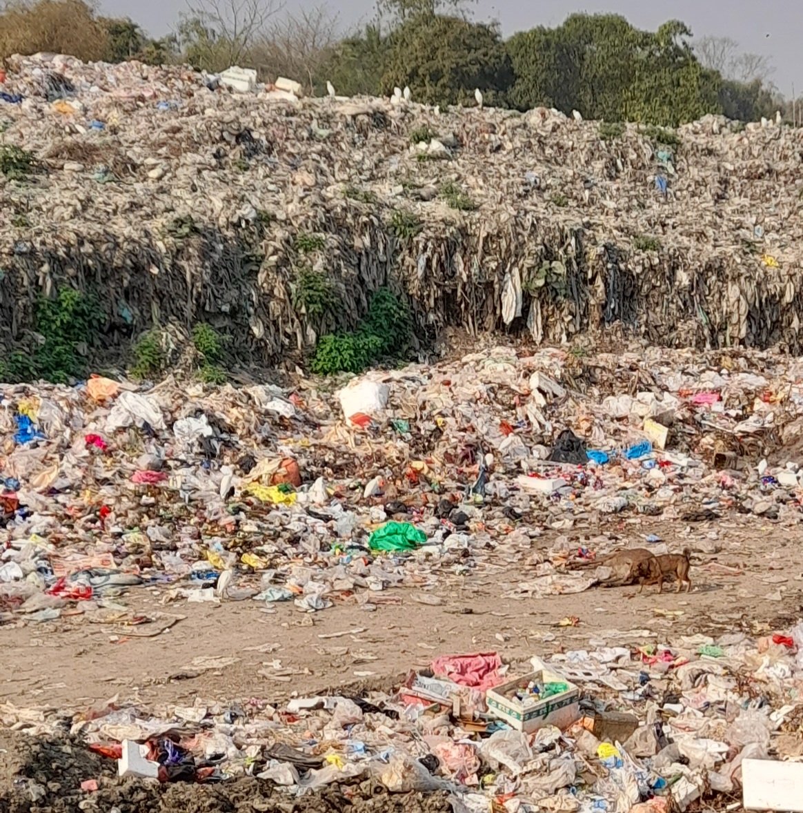 suklageo's tweet photo. Open carcass. Dumping ground, Darikapar, sibsagar. No one cares for the Dorikaparia. Pollution at its highest level. Kindly shift this to remote place.
#dcsibsagar
#akhilgogoi https://t.co/lBZjHAf5wV