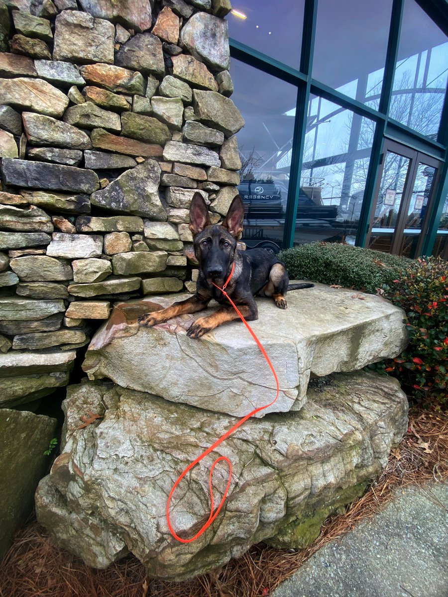 Been so busy lately that I haven’t been on #twitterdogcommunity for a hot minute 🥲

Here is Alaric at Bass Pro yesterday for tax 🧡