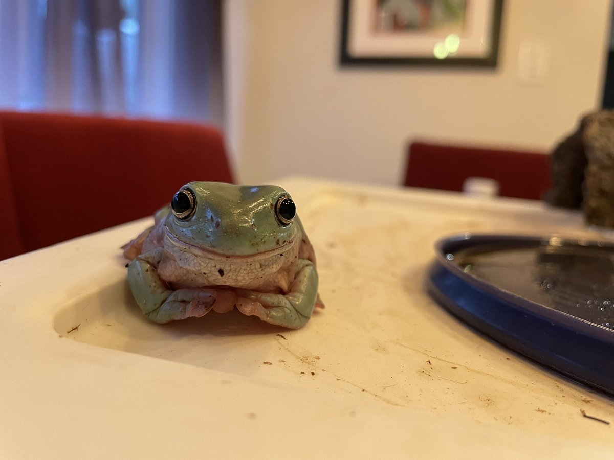 lesleyhayes4's tweet photo. Ehhhhxcellent. #lily #frog #lilyfrog #treefrog #treefrogs #treefrogsoftwitter #dumpyfrog #dumpyfrogs #dumpyfrogsoftwitter https://t.co/gEE9gBaoiW