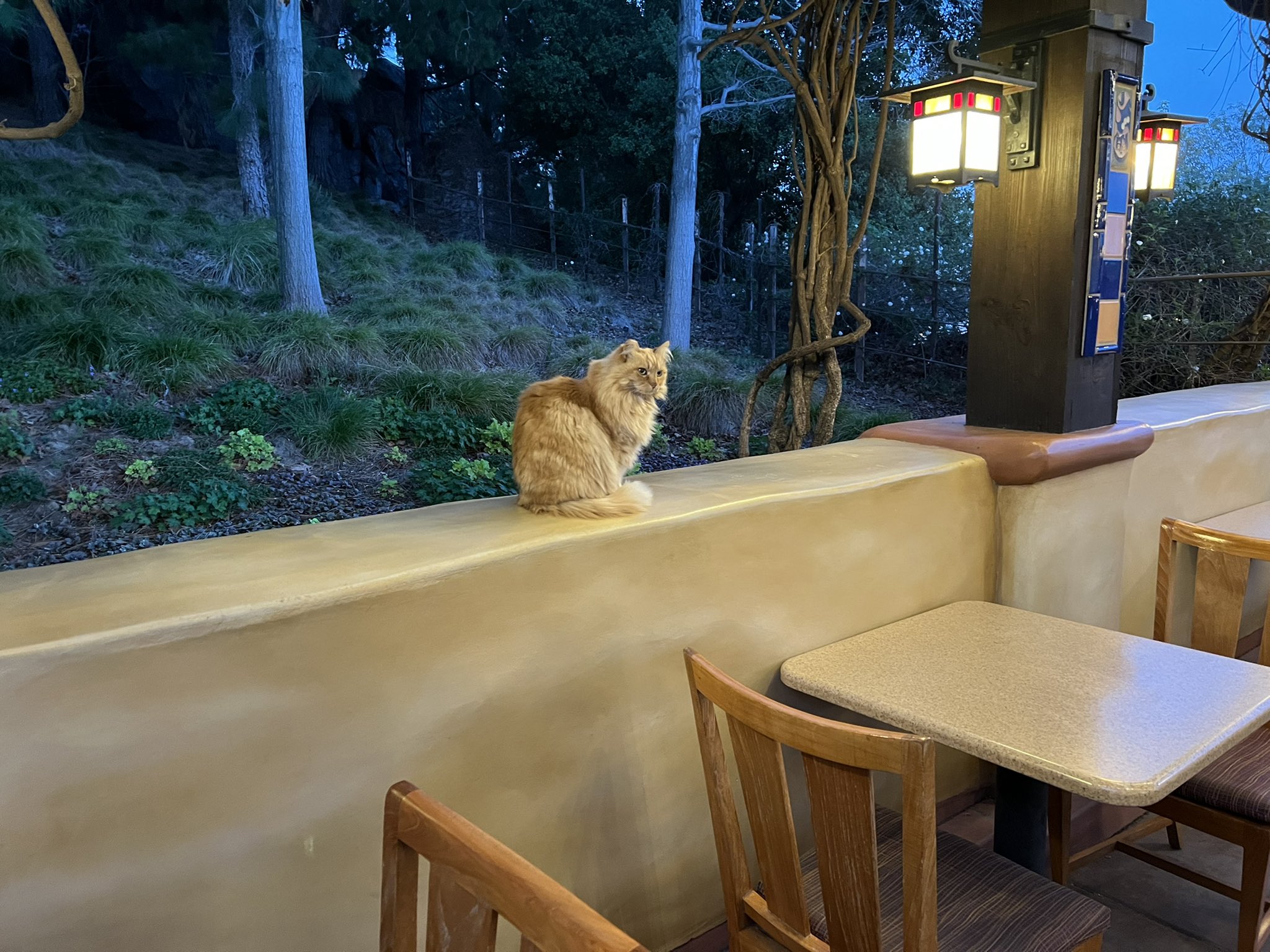 Disneyland News Today on Twitter "Nutmeg is visiting the Magic Key