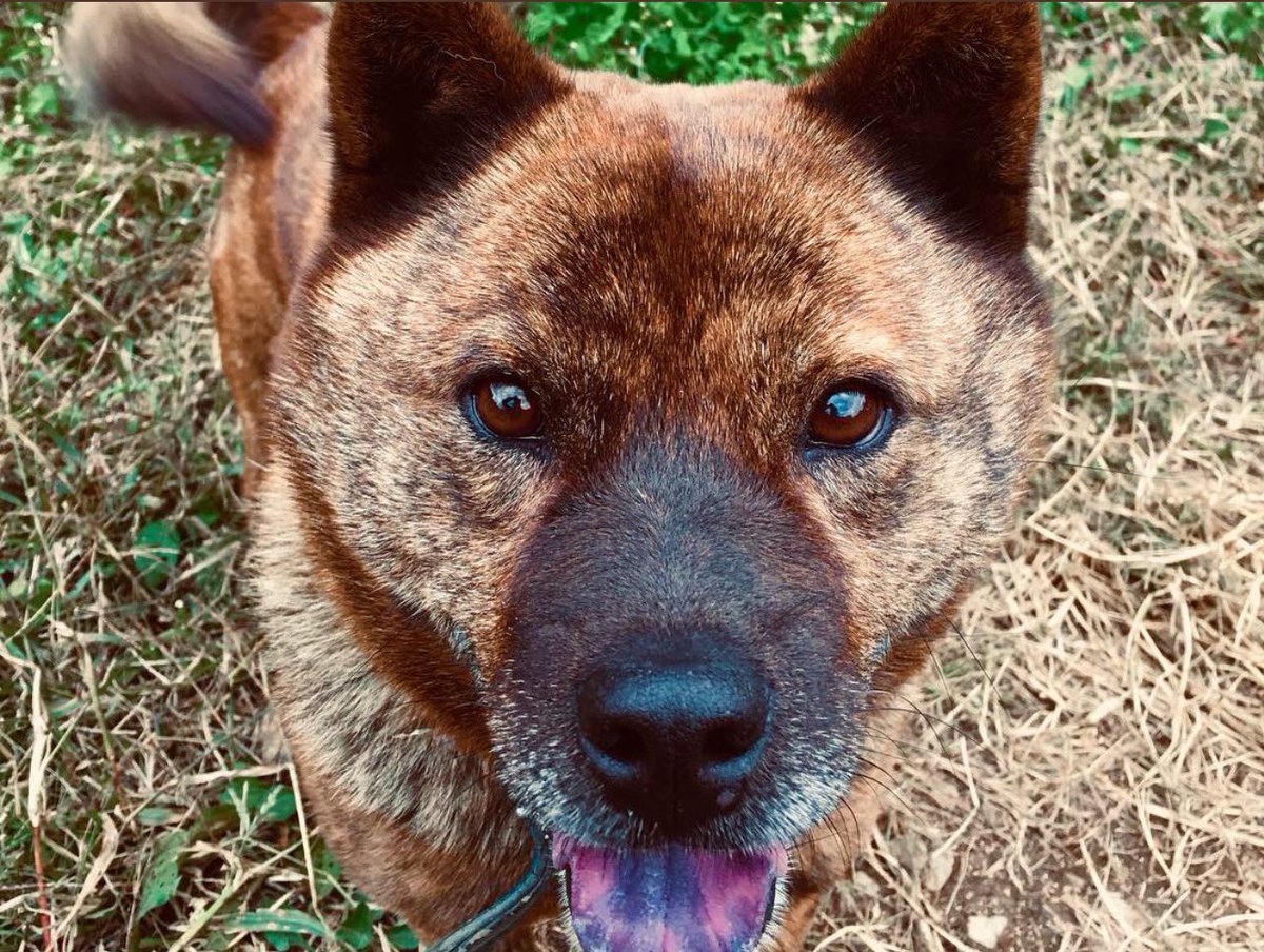 TerryRiley_info's tweet photo. @BOWWOW_TV and CHAO kun, Terry’s disciple #saramiyamoto ‘s dog, can be best friends? Come and see him!
⚡️FOLLOW TV KUN https://t.co/djGoZZTmyO
⚡️TERRY RILEY STREAMING TICKETS & TSHIRT https://t.co/s9kIMaIo7g
#dommune #terryriley #テリーライリー #宮本沙羅 #everythingandbeyond https://t.co/P9oBQRpxOl