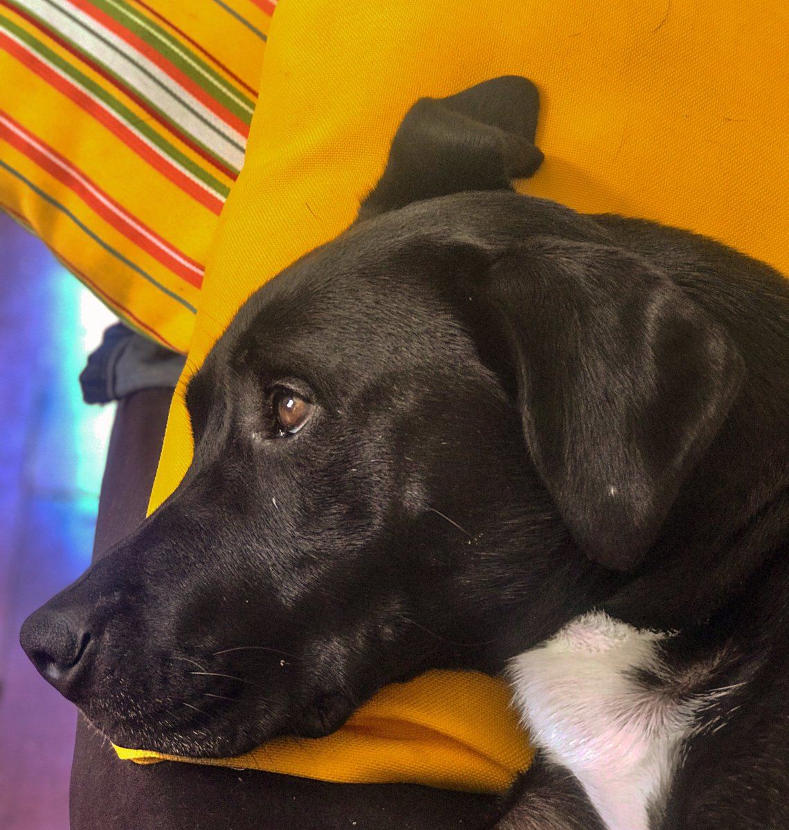 Remember the time before we had to isolate? Sigh! #dogsoftwitter #CovidIsNotOver #dogtwitter #dogtwittercommunity