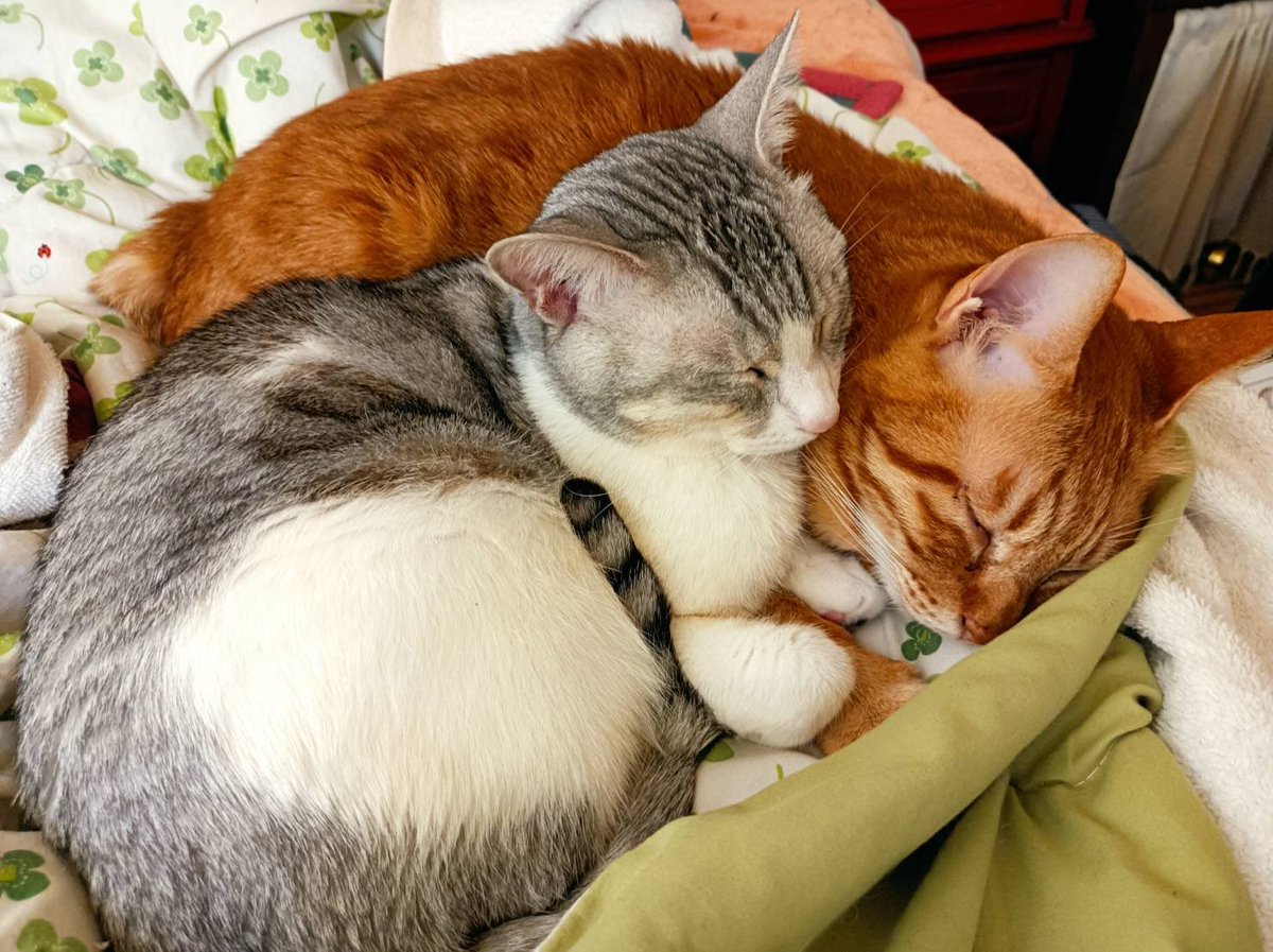 アニマルセラピー 我が家の仲良し猫ちゃんです なるのイラスト