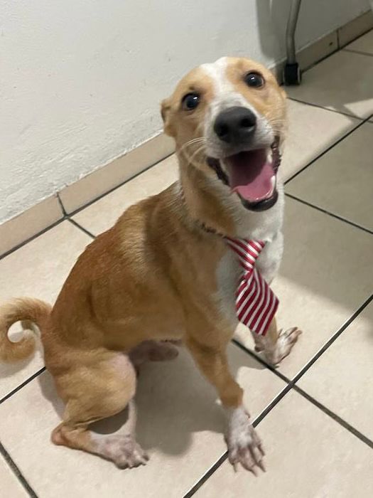 Corvera_Roxy's tweet photo. #FavorCompartir
#EnAdopción📣
“Camilo” es un perrito rescatado. Se trasladó a la veterinaria y al momento ya está castrado y esperando una familia que quiera adoptarlo 🙏🏻. Es un perrito con muuuuucha energía y muy juguetón☺️.
Tel: 6016-7740 https://t.co/ZgIDUYTDc8
