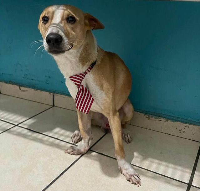 Corvera_Roxy's tweet photo. #FavorCompartir
#EnAdopción📣
“Camilo” es un perrito rescatado. Se trasladó a la veterinaria y al momento ya está castrado y esperando una familia que quiera adoptarlo 🙏🏻. Es un perrito con muuuuucha energía y muy juguetón☺️.
Tel: 6016-7740 https://t.co/ZgIDUYTDc8
