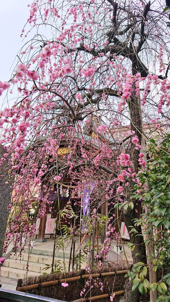 牛天神北野神社の梅の様子です しだれ梅は濃いピンクと薄いピンクの2種類あり 関東は牛天神の庭内でしか見られない貴重な梅だそうです 紅梅も見事に咲いています 文京区 文京区民ニュース 牛天神北野神社の梅の様子です しだれ梅は濃いピンクと薄いピンクの2種類あり 関東は牛天神の庭内でしか見られない貴重な梅だそうです 紅梅も見事に咲いています 文京区 文京区民ニュース