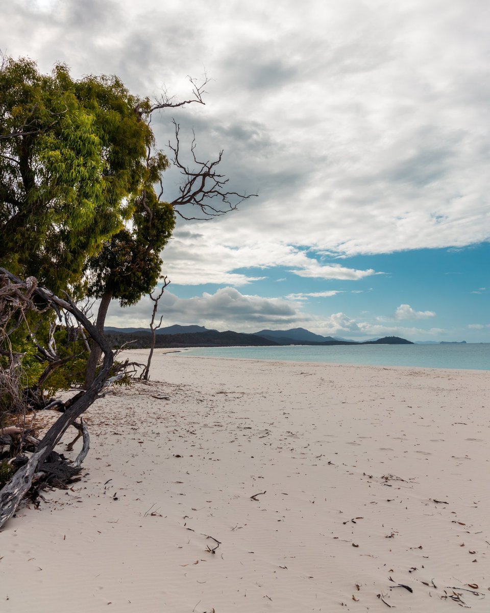 ALP_Australia's tweet photo. Did you know there is 1955 Islands off Queensland? 
I can’t go past Whitsunday Island
Which is your favourite? 
#Australia #queensland #photography #landscapephotography #nature https://t.co/GRt0yl6bGD