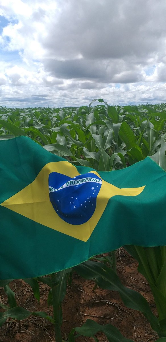 Milho safrinha 2022 🌽🇧🇷
 
Agro que proporciona progresso.

Mato Grosso gigante por natureza, quanto mais percorro este Estado, fico mais fascinado.
 
#milho #corn #matogrosso #produção #agro