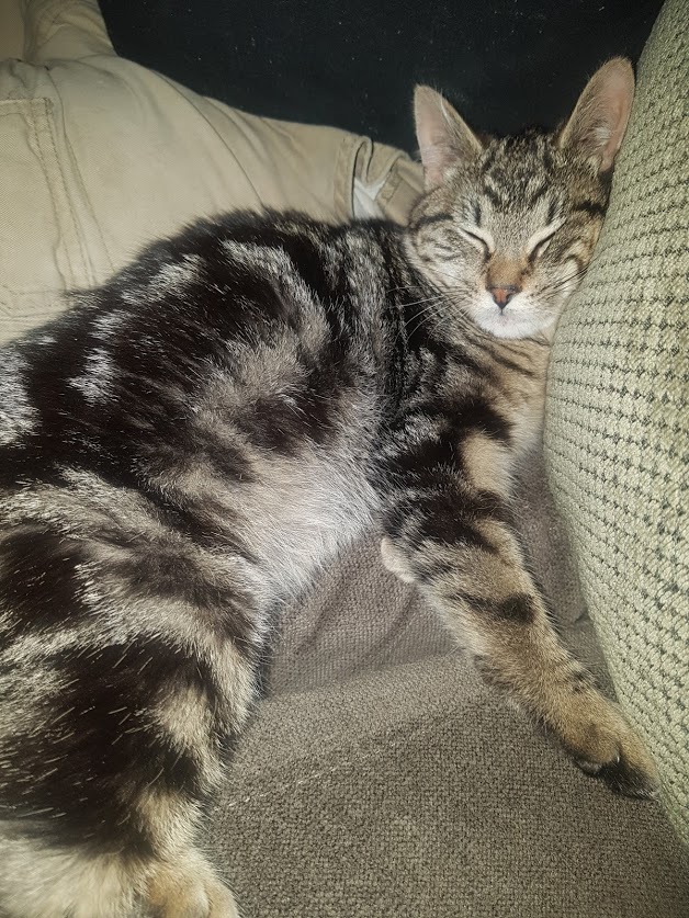 sarasmeows's tweet photo. We adopted Cassie, then a year later Freddie. A year ago, we adopted Bianca. They are all very loved, and they each have their own stories to tell. We hope moving forward that we're able to share some of them. To all of our followers, we do read your kind comments, thank you. ❤️ https://t.co/l5iWBERsyA