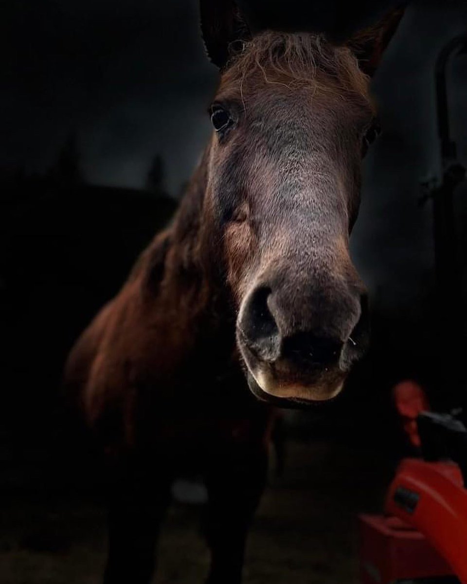 SAINTSrescue's tweet photo. “Until he extends the circle of his compassion to all living things, man himself will not find peace.” ~ Albert Schweitzer (theologian, organist, musicologist, writer, humanitarian, philosopher, and physician ) 
#saintsrescue #animalsanctuary #farmanimals https://t.co/5dAcpf3Gbu