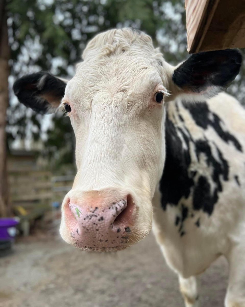 SAINTSrescue's tweet photo. “Until he extends the circle of his compassion to all living things, man himself will not find peace.” ~ Albert Schweitzer (theologian, organist, musicologist, writer, humanitarian, philosopher, and physician ) 
#saintsrescue #animalsanctuary #farmanimals https://t.co/5dAcpf3Gbu