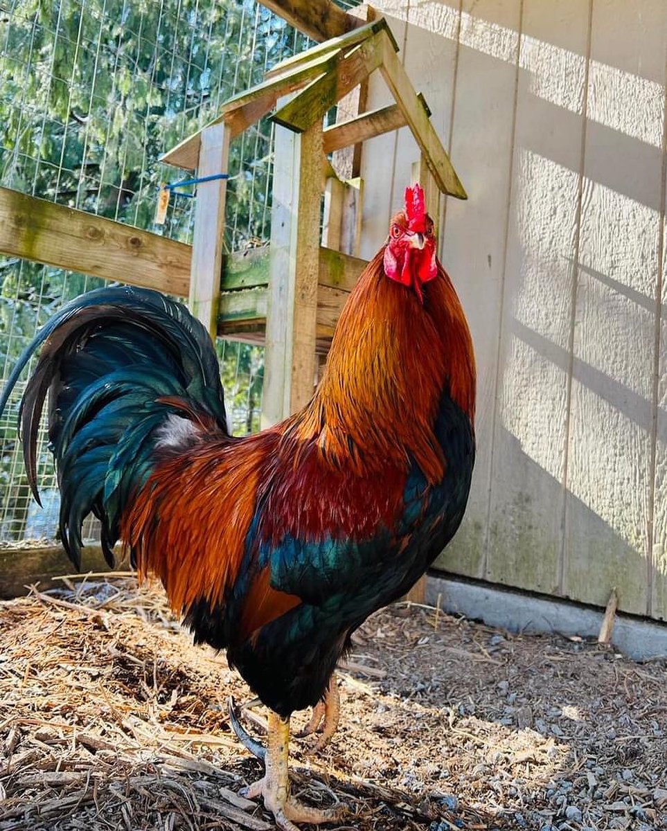 SAINTSrescue's tweet photo. “Until he extends the circle of his compassion to all living things, man himself will not find peace.” ~ Albert Schweitzer (theologian, organist, musicologist, writer, humanitarian, philosopher, and physician ) 
#saintsrescue #animalsanctuary #farmanimals https://t.co/5dAcpf3Gbu