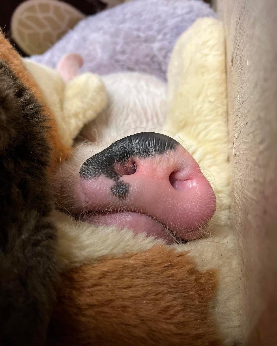 “Until he extends the circle of his compassion to all living things, man himself will not find peace.” ~ Albert Schweitzer (theologian, organist, musicologist, writer, humanitarian, philosopher, and physician ) 
#saintsrescue #animalsanctuary #farmanimals