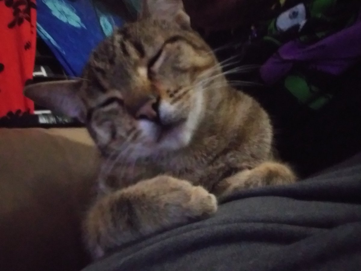 ItsCarly__Bitch's tweet photo. #CurrentMood #PrettyKittyKitler #CanvernousPussy #PreggyChunks https://t.co/7YVE54Nx8y