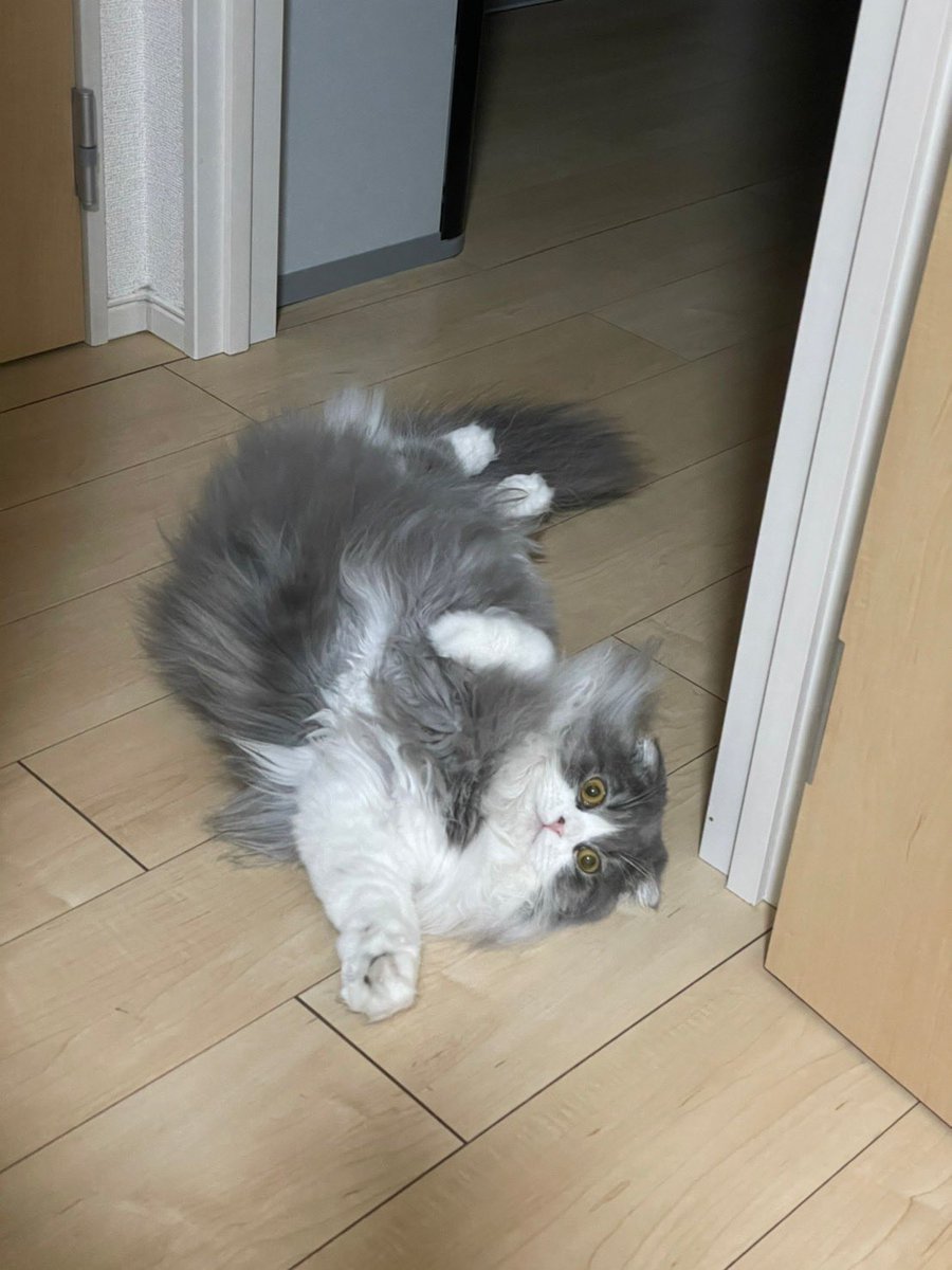 cat_yves1205's tweet photo. ぼくは、ママのパソコンのACアダプタをねているあいだにカミカミしてだんせんさせました。はんせいはしていません。 https://t.co/2T7H87oL4J