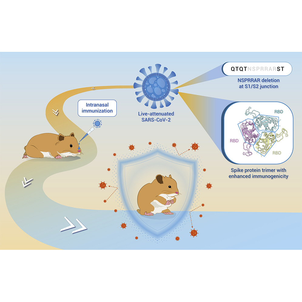 Read our new study of generating a live attenuated VAS5 strain of #SARS_CoV_2. The promising profiles of VAS5, including ideal safety, genetic stability, immunogenicity, and protection efficacy in hamsters, support its further development in human trials. 
doi.org/10.1016/j.xinn…